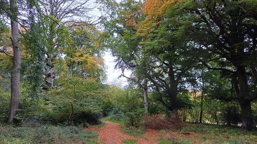 Autumn on the Dutton Walk